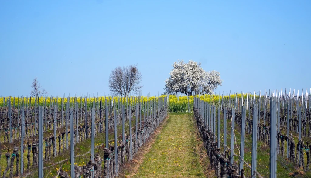 Vignoble en Champagne